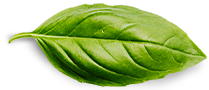 basil-leaf.png